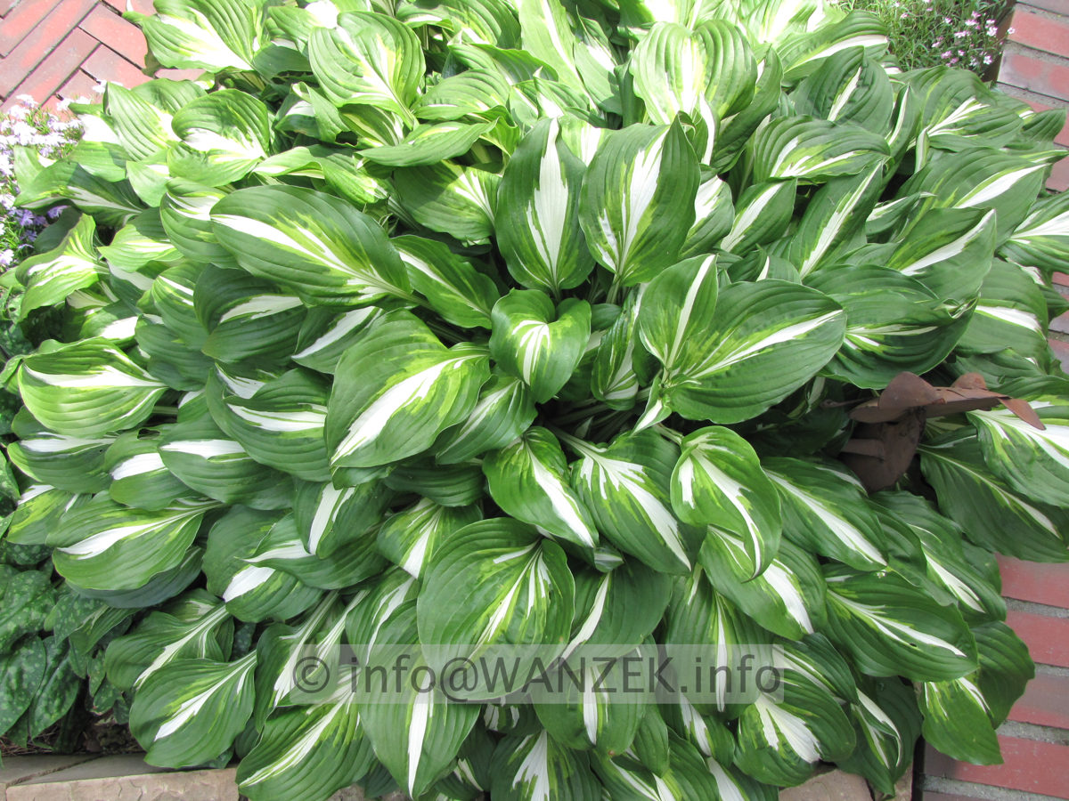 Hosta undulata Mediovariegata.JPG